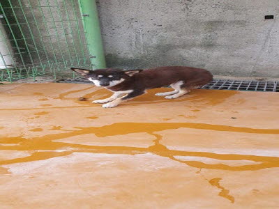 보호중 믹스견의 가…